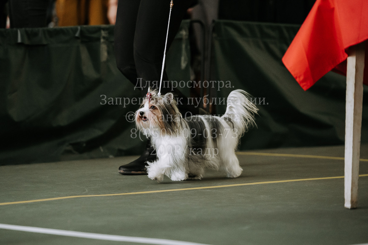 26.03.2022 Выставка собак г. Братск Континенталь. Фотограф Диана Оленина Красноярск / Братск