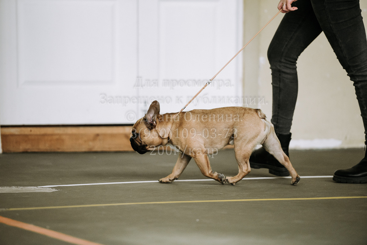 26.03.2022 Выставка собак г. Братск Континенталь. Фотограф Диана Оленина Красноярск / Братск