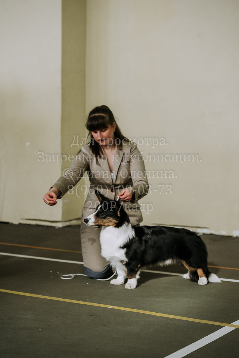 26.03.2022 Выставка собак г. Братск Континенталь. Фотограф Диана Оленина Красноярск / Братск