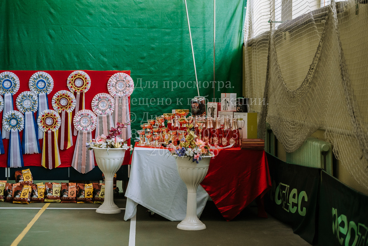 26.03.2022 Выставка собак г. Братск Континенталь. Фотограф Диана Оленина Красноярск / Братск