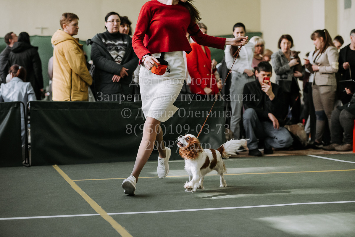 26.03.2022 Выставка собак г. Братск Континенталь. Фотограф Диана Оленина Красноярск / Братск