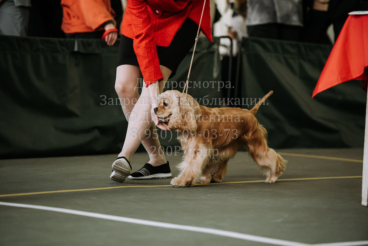 26.03.2022 Выставка собак г. Братск Континенталь. Фотограф Диана Оленина Красноярск / Братск