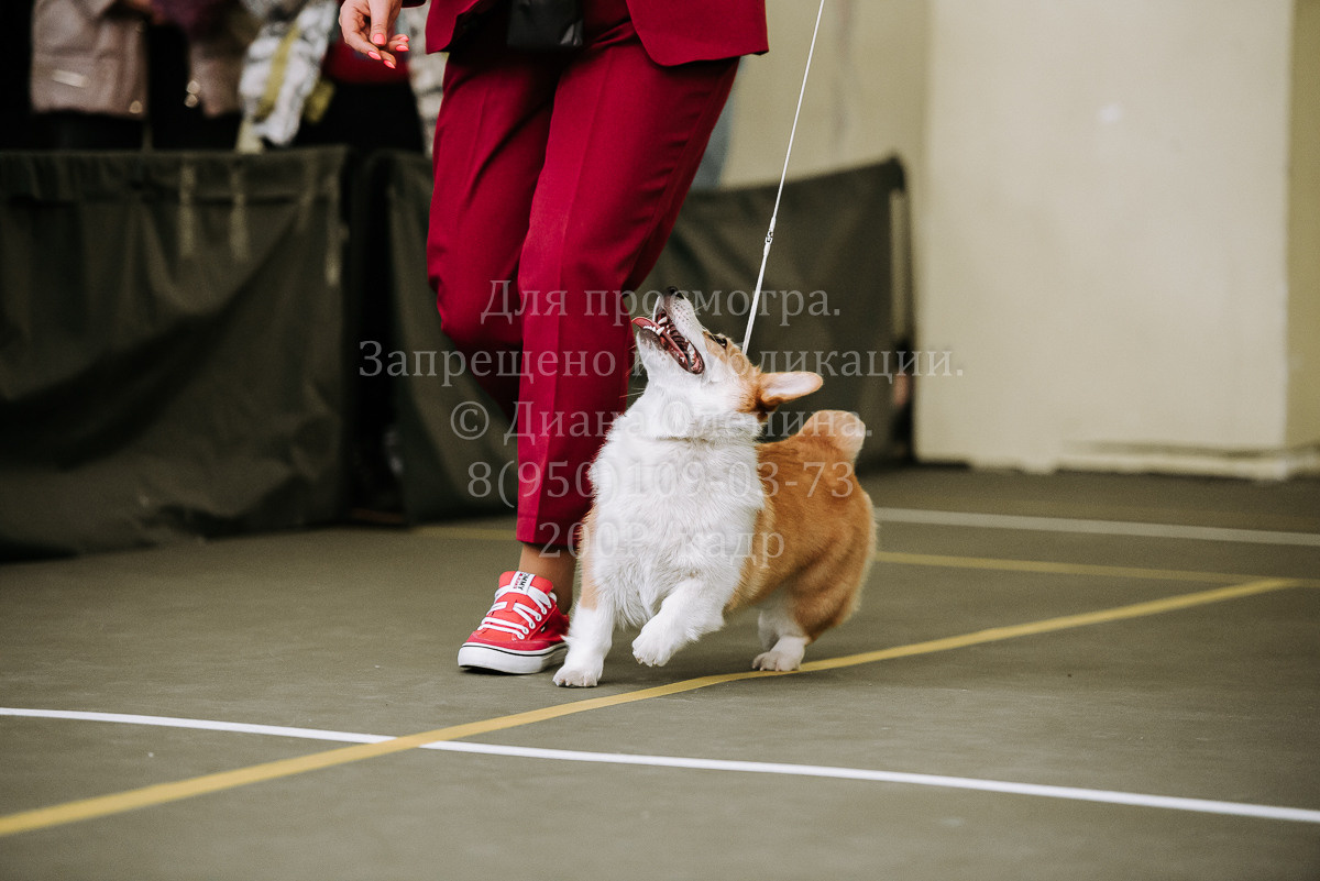 26.03.2022 Выставка собак г. Братск Континенталь. Фотограф Диана Оленина Красноярск / Братск