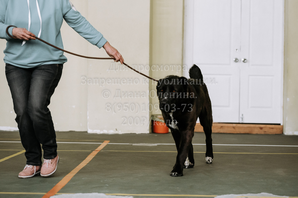 26.03.2022 Выставка собак г. Братск Континенталь. Фотограф Диана Оленина Красноярск / Братск