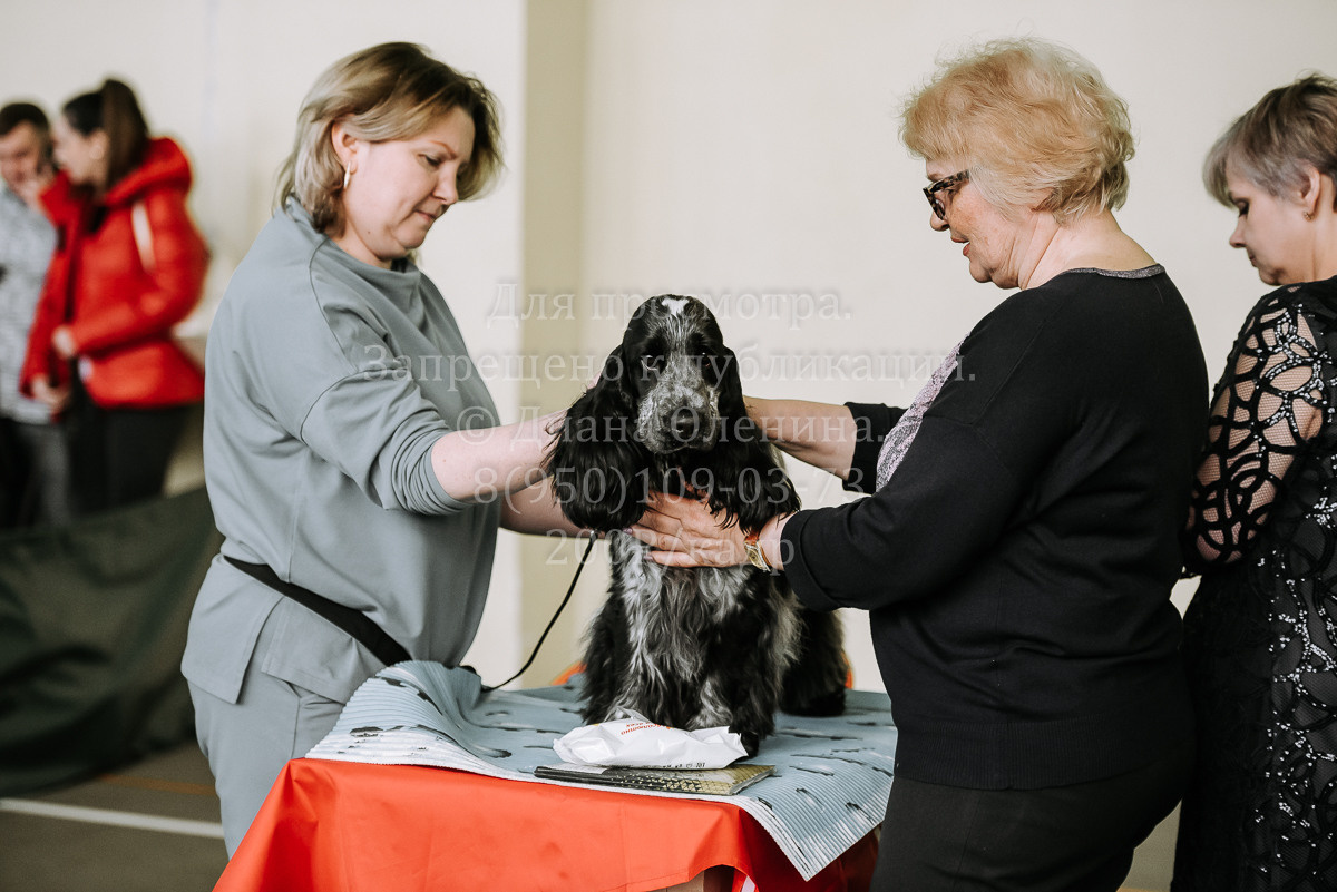 26.03.2022 Выставка собак г. Братск Континенталь. Фотограф Диана Оленина Красноярск / Братск