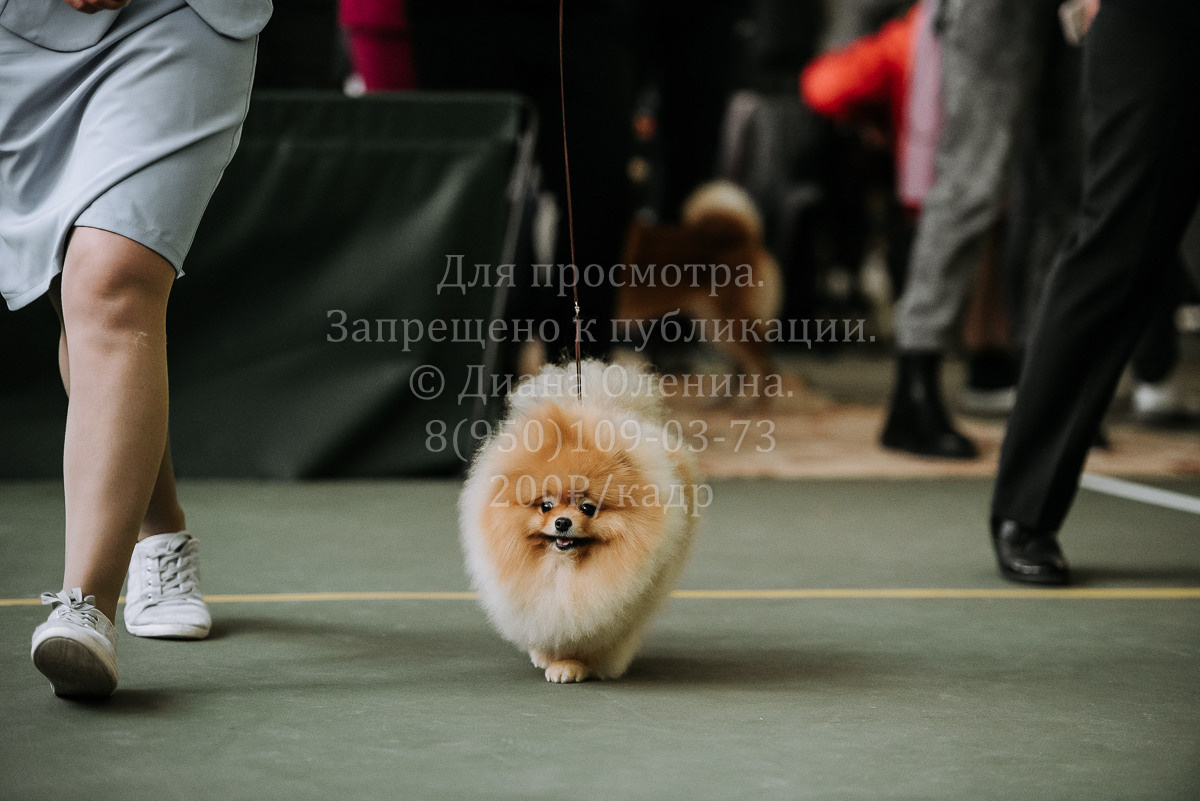 26.03.2022 Выставка собак г. Братск Континенталь. Фотограф Диана Оленина Красноярск / Братск