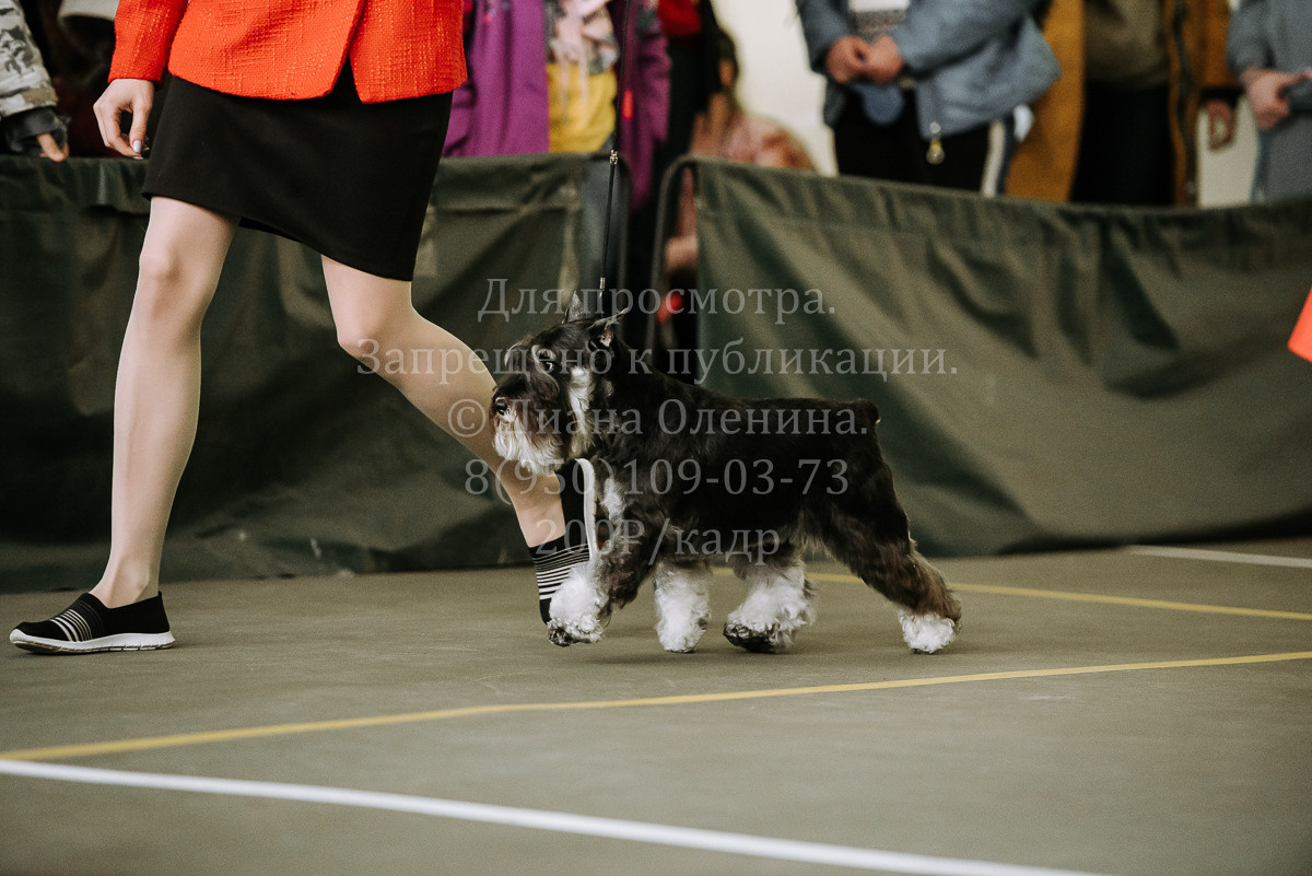 26.03.2022 Выставка собак г. Братск Континенталь. Фотограф Диана Оленина Красноярск / Братск