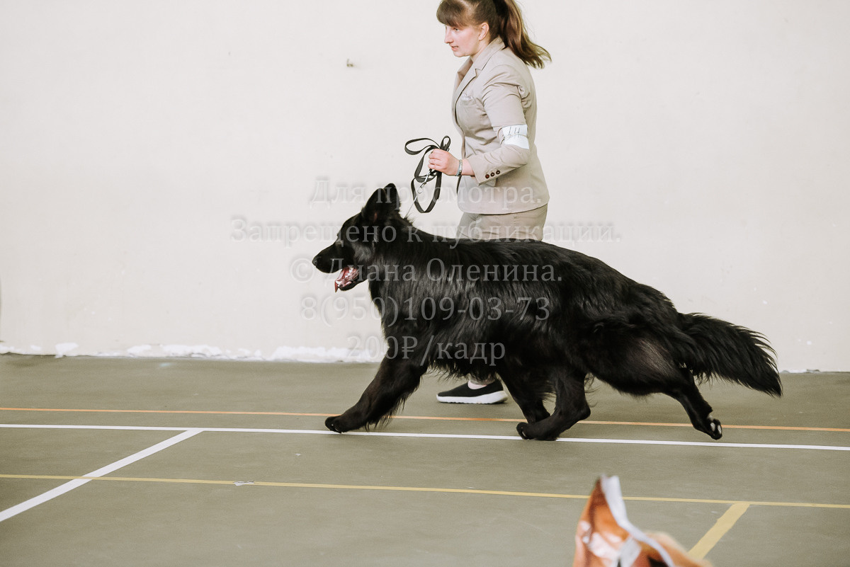 26.03.2022 Выставка собак г. Братск Континенталь. Фотограф Диана Оленина Красноярск / Братск