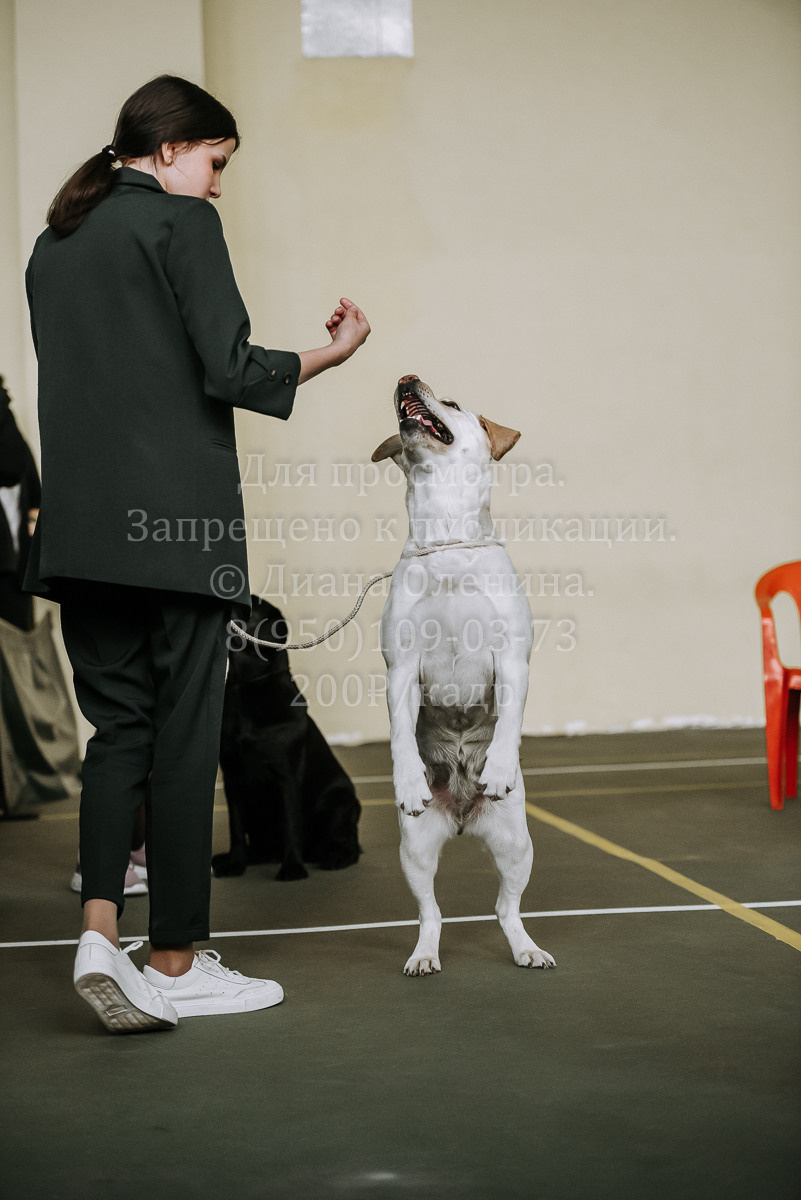 26.03.2022 Выставка собак г. Братск Континенталь. Фотограф Диана Оленина Красноярск / Братск