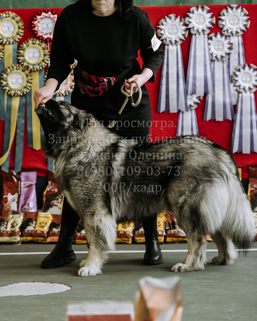 26.03.2022 Выставка собак г. Братск Континенталь. Фотограф Диана Оленина Красноярск / Братск