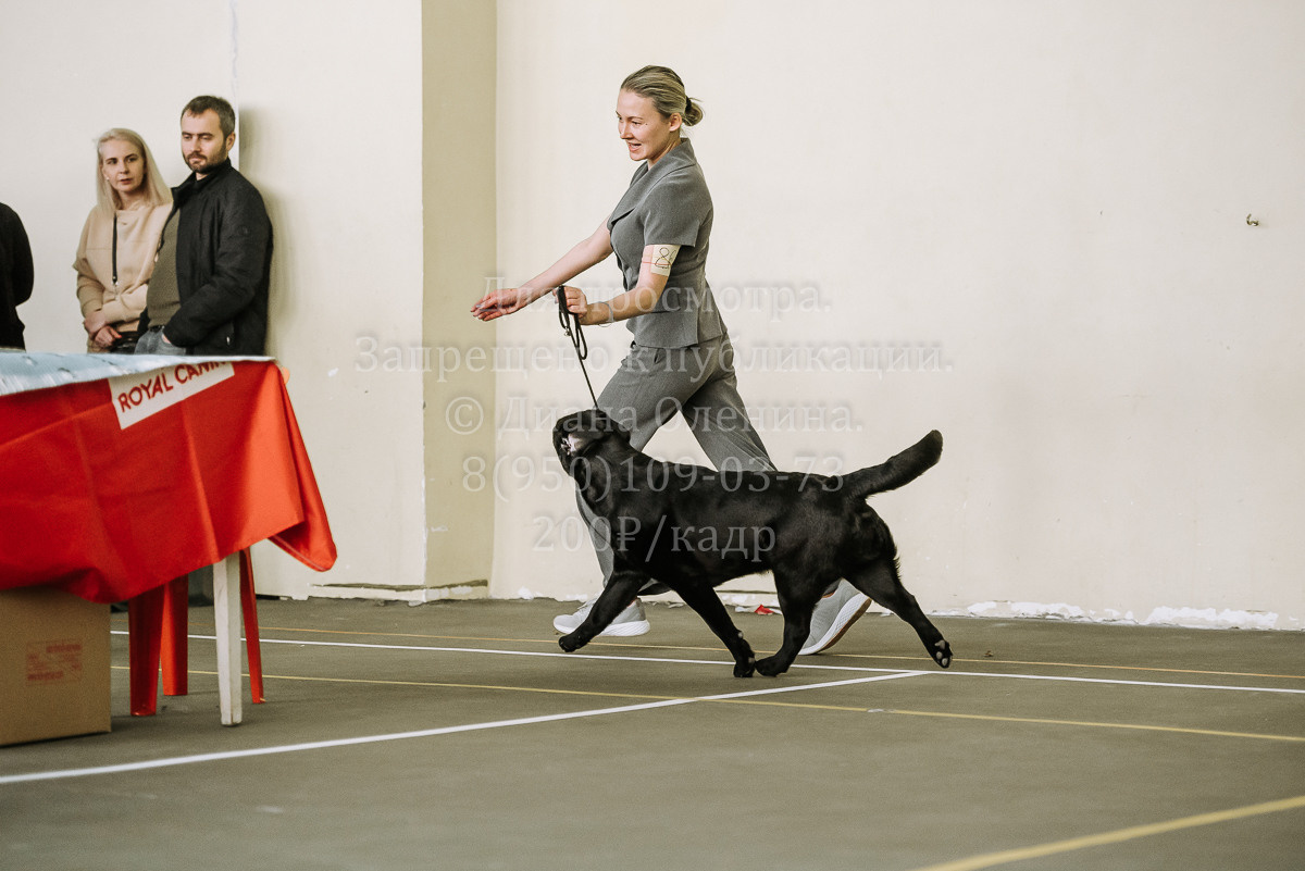 26.03.2022 Выставка собак г. Братск Континенталь. Фотограф Диана Оленина Красноярск / Братск