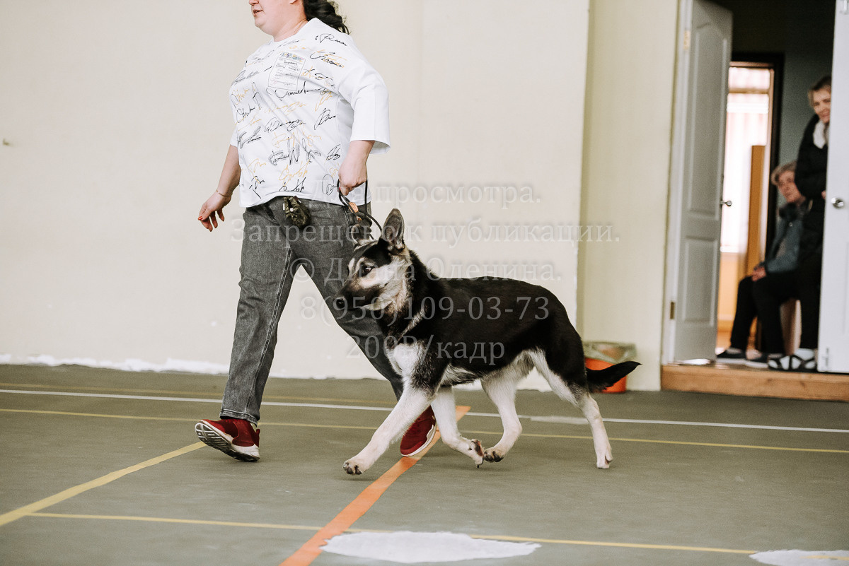 26.03.2022 Выставка собак г. Братск Континенталь. Фотограф Диана Оленина Красноярск / Братск