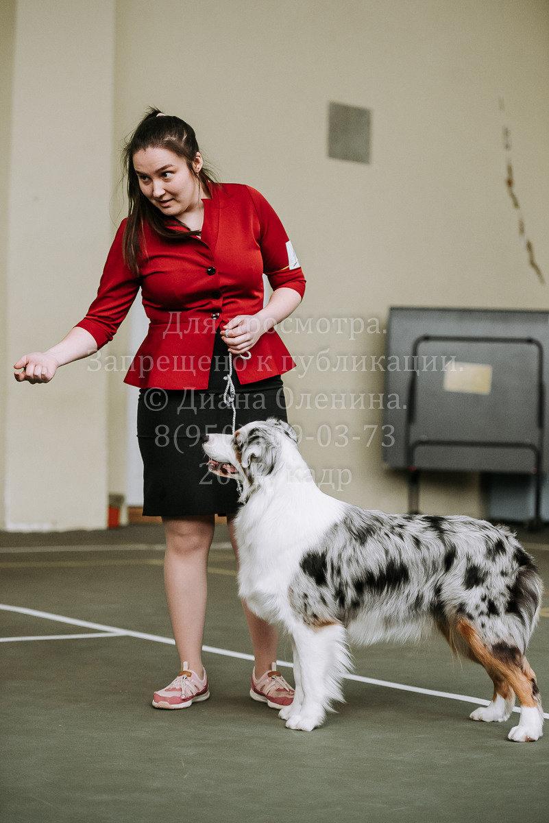 26.03.2022 Выставка собак г. Братск Континенталь. Фотограф Диана Оленина Красноярск / Братск