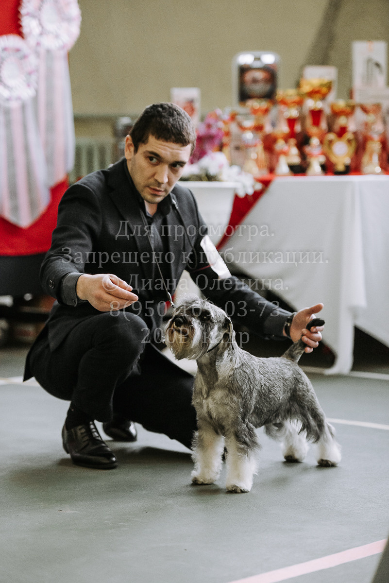 26.03.2022 Выставка собак г. Братск Континенталь. Фотограф Диана Оленина Красноярск / Братск
