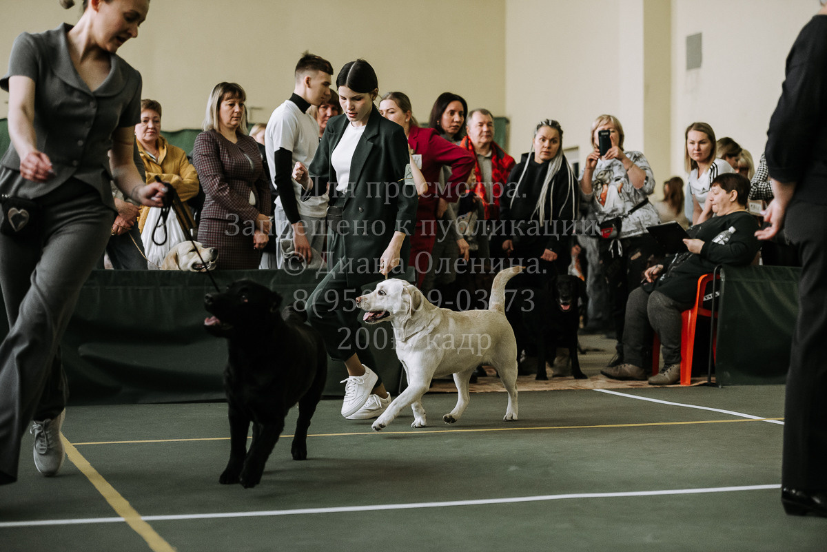 26.03.2022 Выставка собак г. Братск Континенталь. Фотограф Диана Оленина Красноярск / Братск