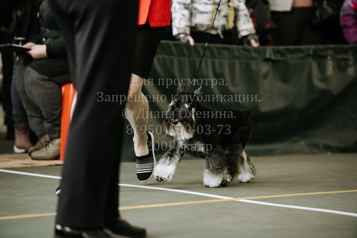 26.03.2022 Выставка собак г. Братск Континенталь. Фотограф Диана Оленина Красноярск / Братск