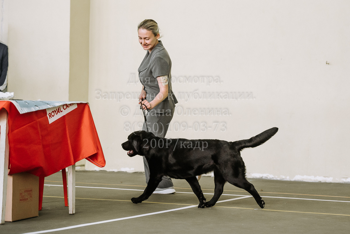 26.03.2022 Выставка собак г. Братск Континенталь. Фотограф Диана Оленина Красноярск / Братск