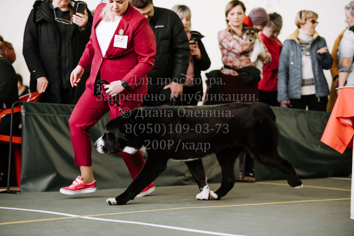 26.03.2022 Выставка собак г. Братск Континенталь. Фотограф Диана Оленина Красноярск / Братск