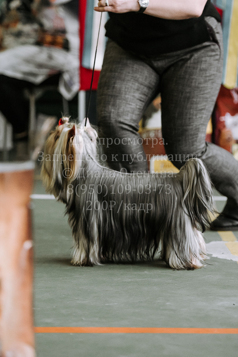 26.03.2022 Выставка собак г. Братск Континенталь. Фотограф Диана Оленина Красноярск / Братск