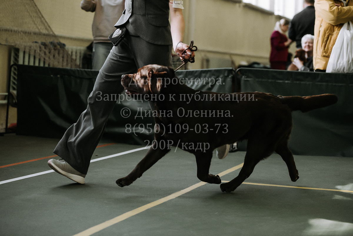 26.03.2022 Выставка собак г. Братск Континенталь. Фотограф Диана Оленина Красноярск / Братск
