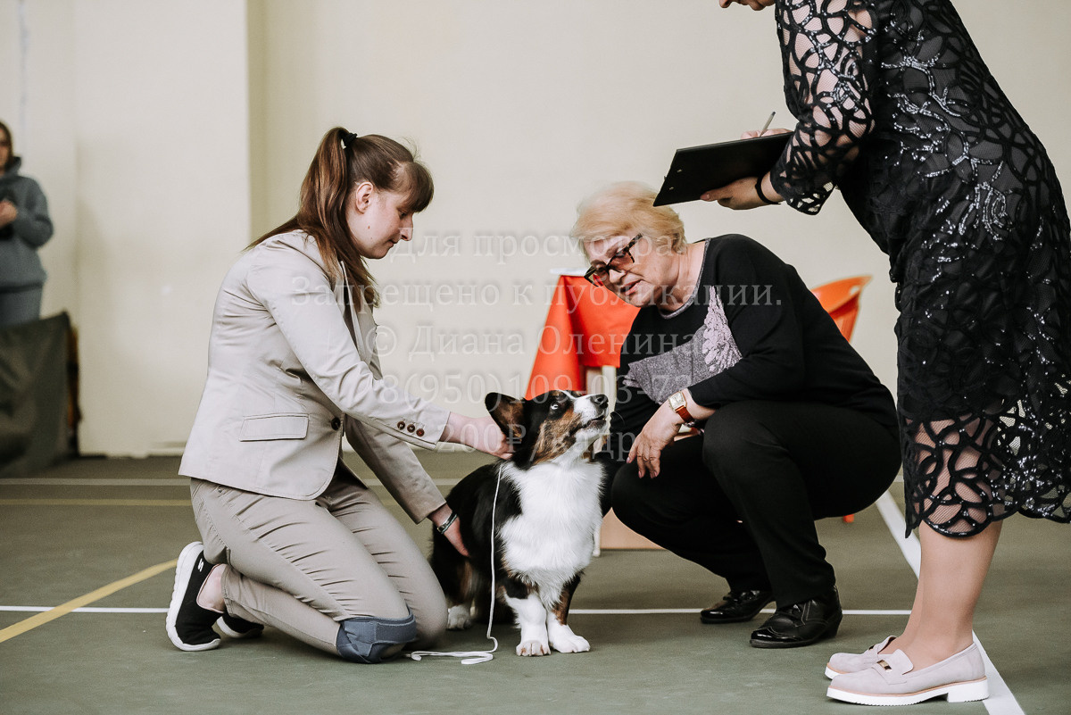 26.03.2022 Выставка собак г. Братск Континенталь. Фотограф Диана Оленина Красноярск / Братск