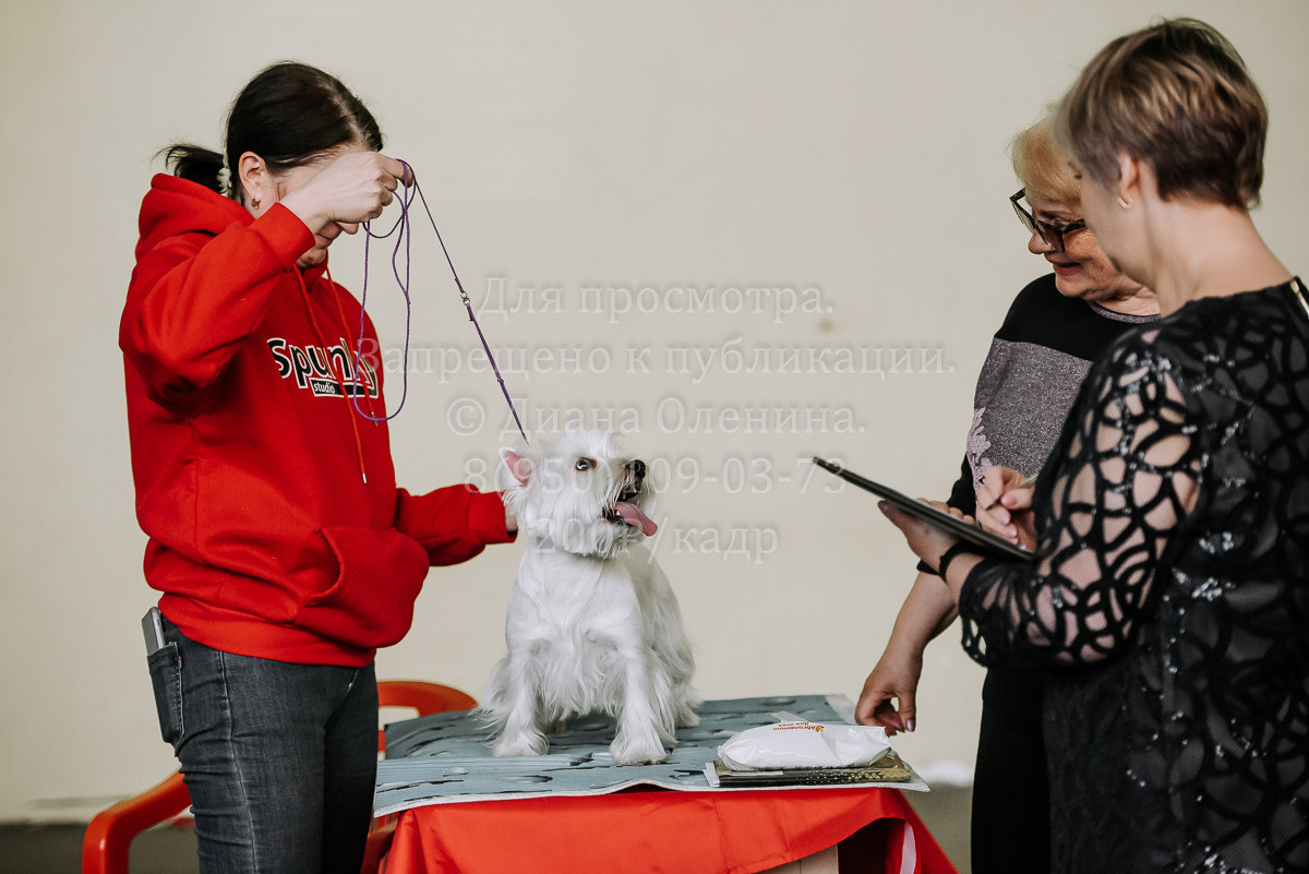 26.03.2022 Выставка собак г. Братск Континенталь. Фотограф Диана Оленина Красноярск / Братск