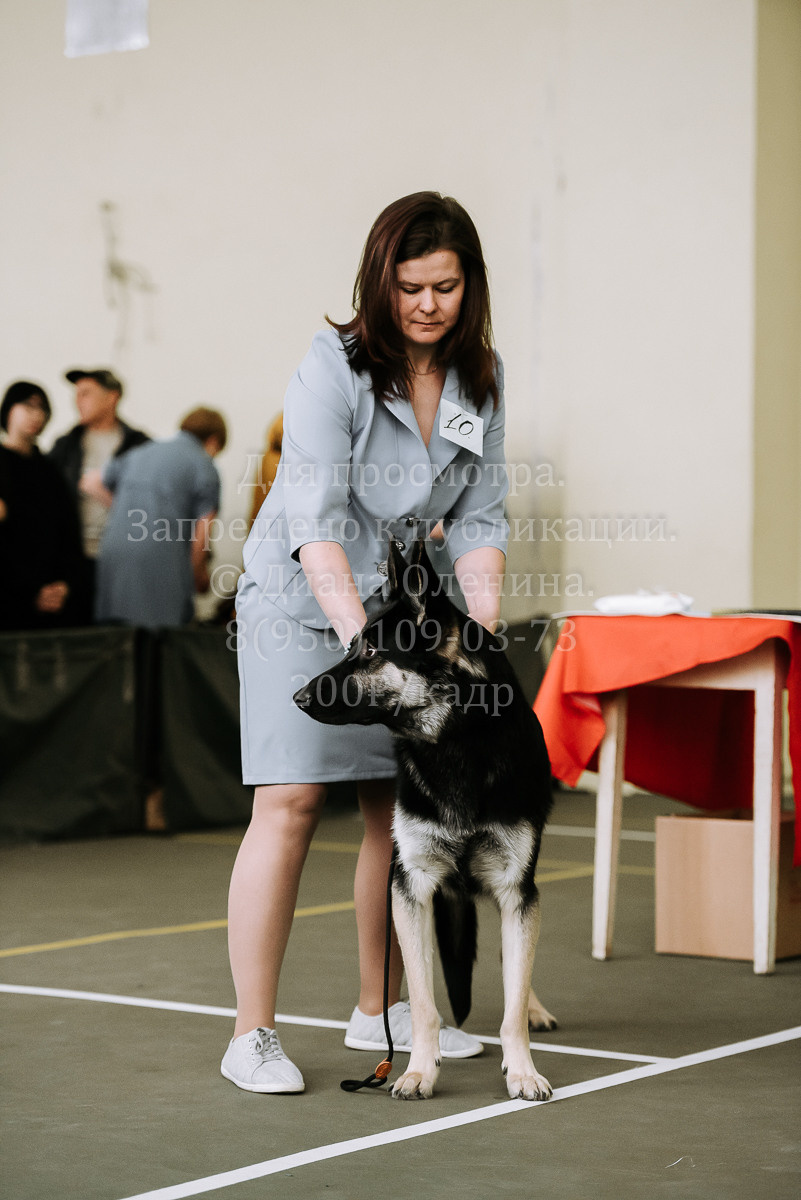 26.03.2022 Выставка собак г. Братск Континенталь. Фотограф Диана Оленина Красноярск / Братск