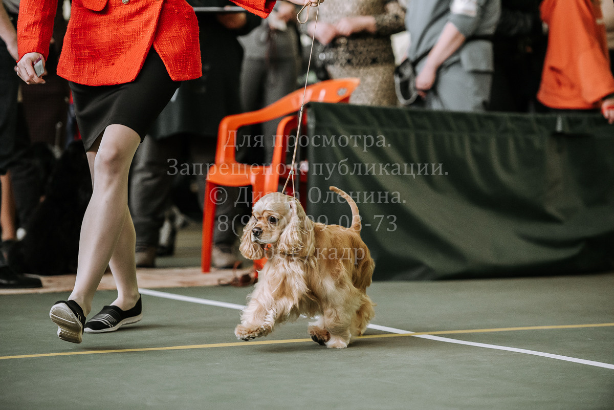 26.03.2022 Выставка собак г. Братск Континенталь. Фотограф Диана Оленина Красноярск / Братск