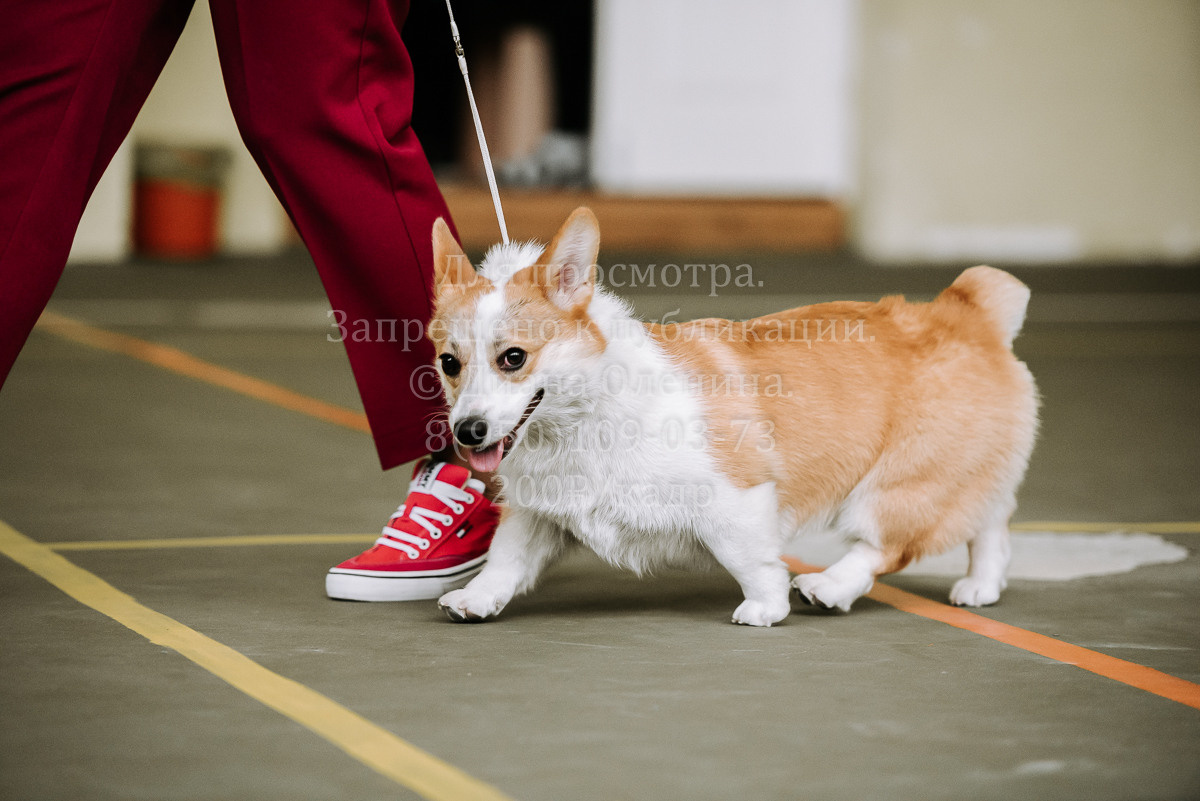 26.03.2022 Выставка собак г. Братск Континенталь. Фотограф Диана Оленина Красноярск / Братск