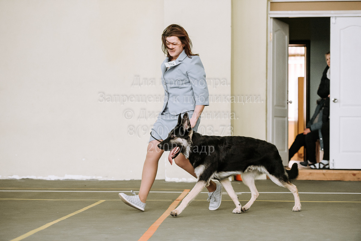 26.03.2022 Выставка собак г. Братск Континенталь. Фотограф Диана Оленина Красноярск / Братск
