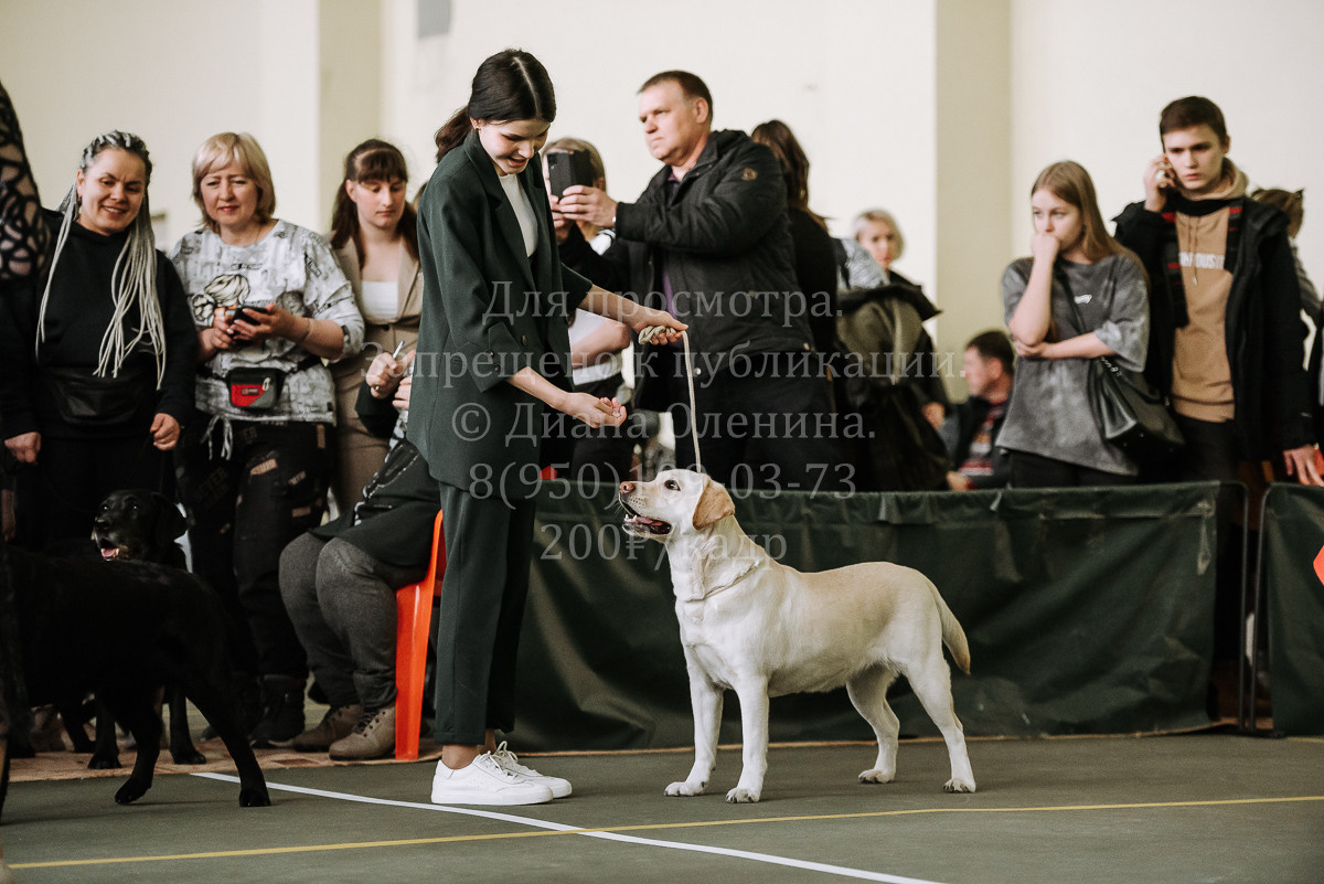 26.03.2022 Выставка собак г. Братск Континенталь. Фотограф Диана Оленина Красноярск / Братск