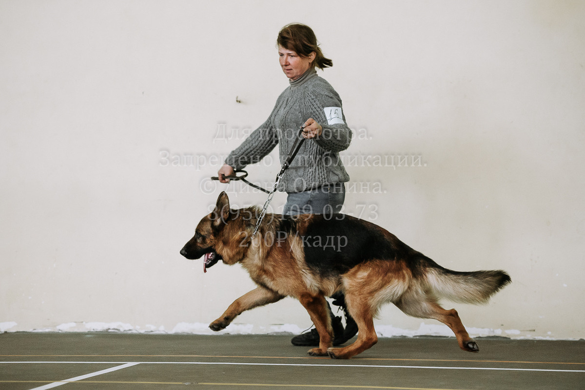 26.03.2022 Выставка собак г. Братск Континенталь. Фотограф Диана Оленина Красноярск / Братск