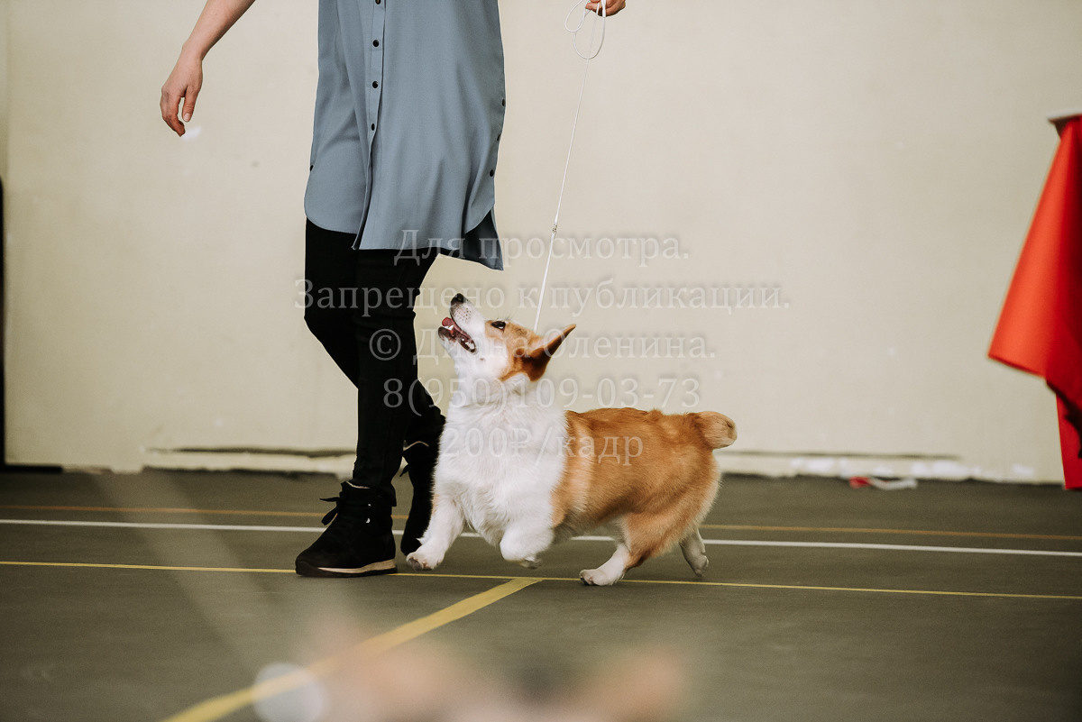 26.03.2022 Выставка собак г. Братск Континенталь. Фотограф Диана Оленина Красноярск / Братск