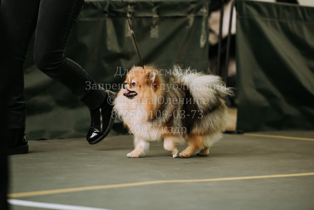 26.03.2022 Выставка собак г. Братск Континенталь. Фотограф Диана Оленина Красноярск / Братск