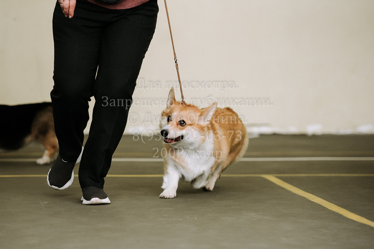 26.03.2022 Выставка собак г. Братск Континенталь. Фотограф Диана Оленина Красноярск / Братск