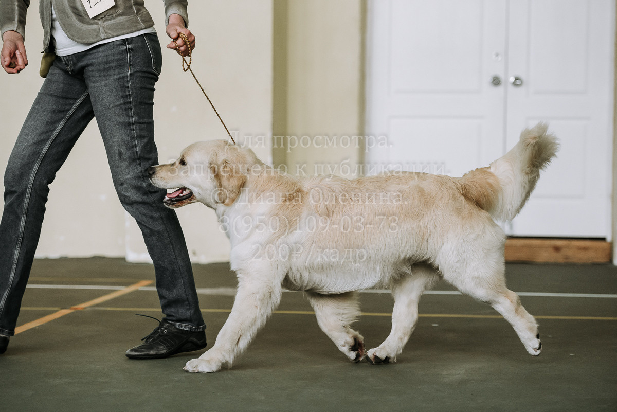 26.03.2022 Выставка собак г. Братск Континенталь. Фотограф Диана Оленина Красноярск / Братск