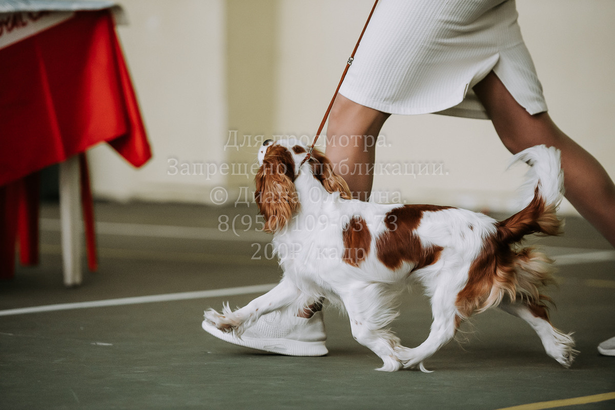 26.03.2022 Выставка собак г. Братск Континенталь. Фотограф Диана Оленина Красноярск / Братск