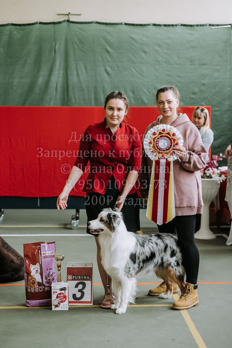 26.03.2022 Выставка собак г. Братск Континенталь. Фотограф Диана Оленина Красноярск / Братск