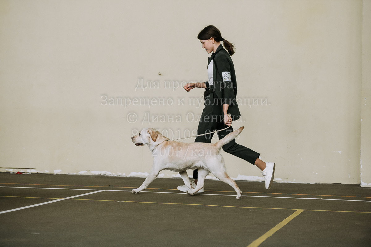 26.03.2022 Выставка собак г. Братск Континенталь. Фотограф Диана Оленина Красноярск / Братск