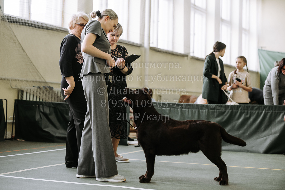 26.03.2022 Выставка собак г. Братск Континенталь. Фотограф Диана Оленина Красноярск / Братск