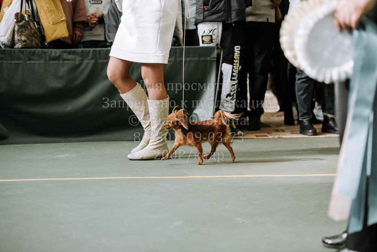 26.03.2022 Выставка собак г. Братск Континенталь. Фотограф Диана Оленина Красноярск / Братск