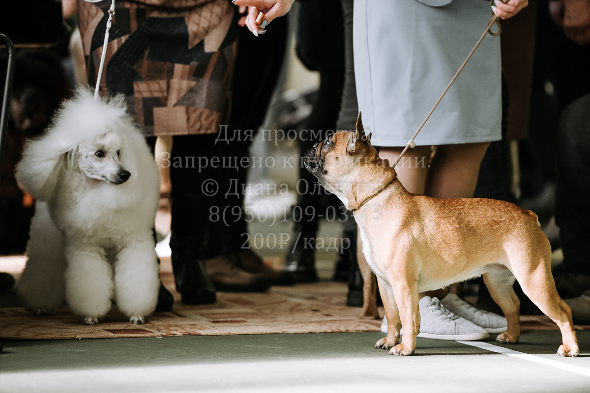 26.03.2022 Выставка собак г. Братск Континенталь. Фотограф Диана Оленина Красноярск / Братск