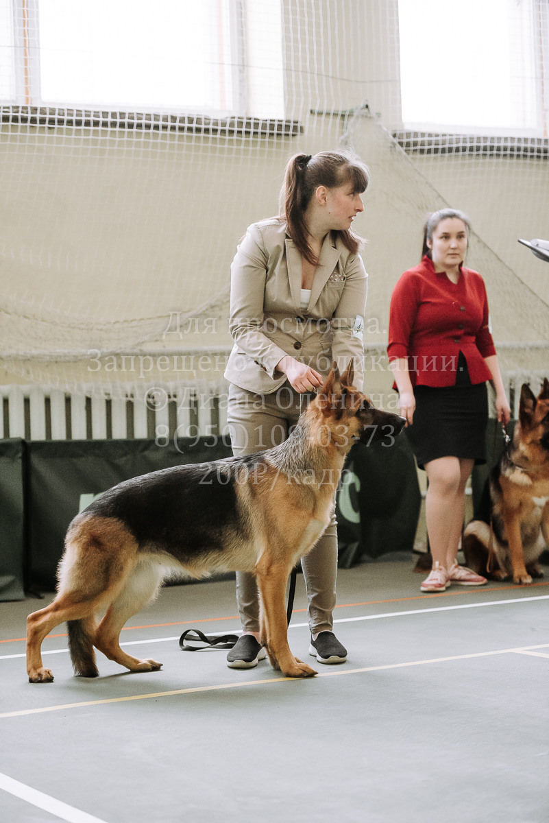 26.03.2022 Выставка собак г. Братск Континенталь. Фотограф Диана Оленина Красноярск / Братск