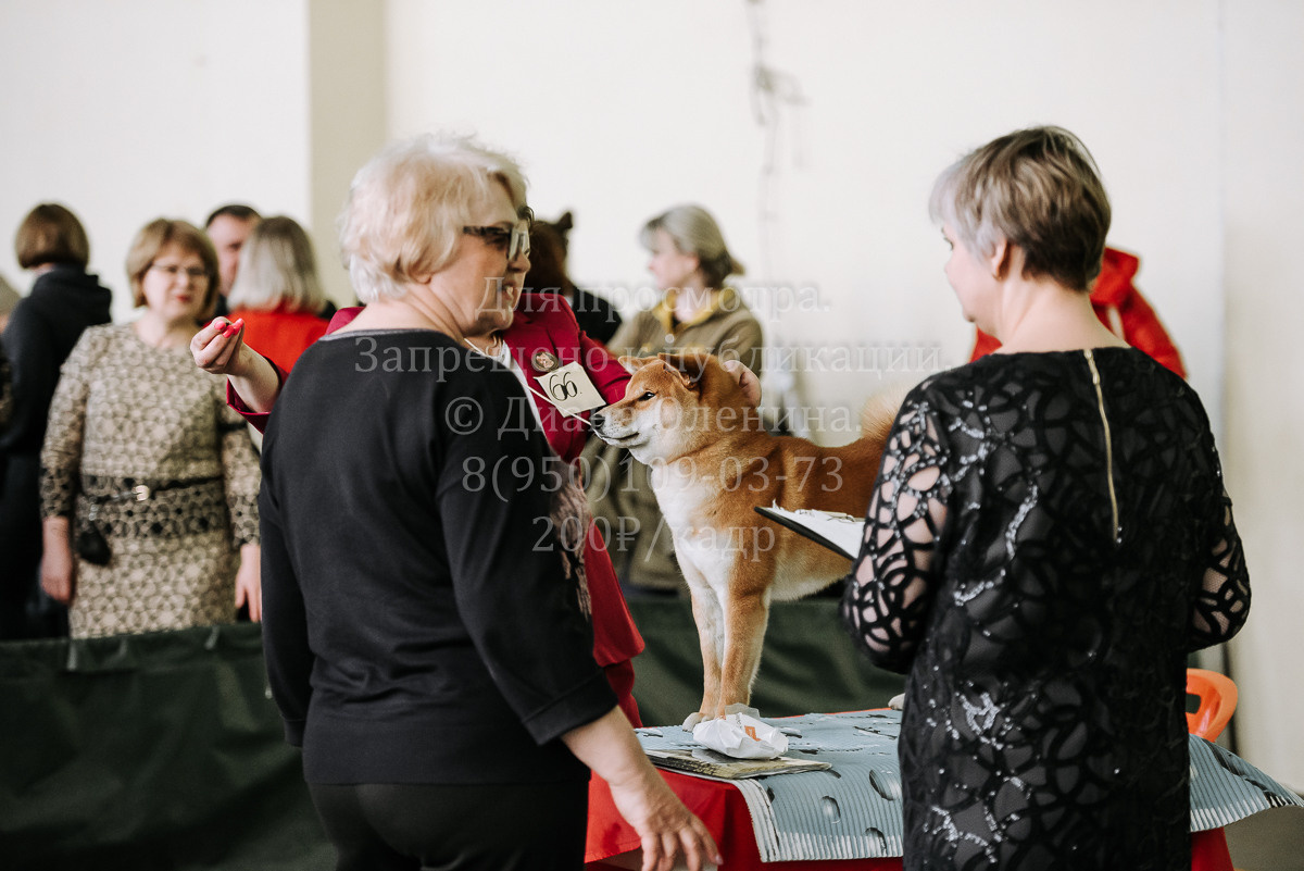 26.03.2022 Выставка собак г. Братск Континенталь. Фотограф Диана Оленина Красноярск / Братск