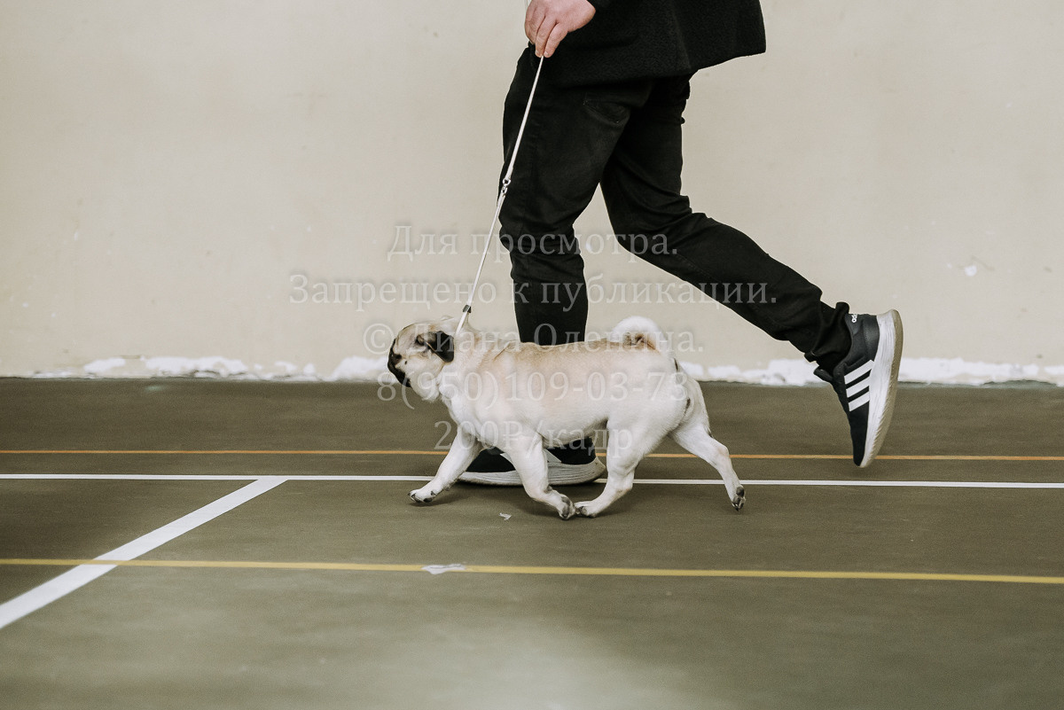 26.03.2022 Выставка собак г. Братск Континенталь. Фотограф Диана Оленина Красноярск / Братск