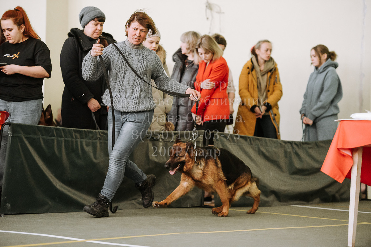 26.03.2022 Выставка собак г. Братск Континенталь. Фотограф Диана Оленина Красноярск / Братск