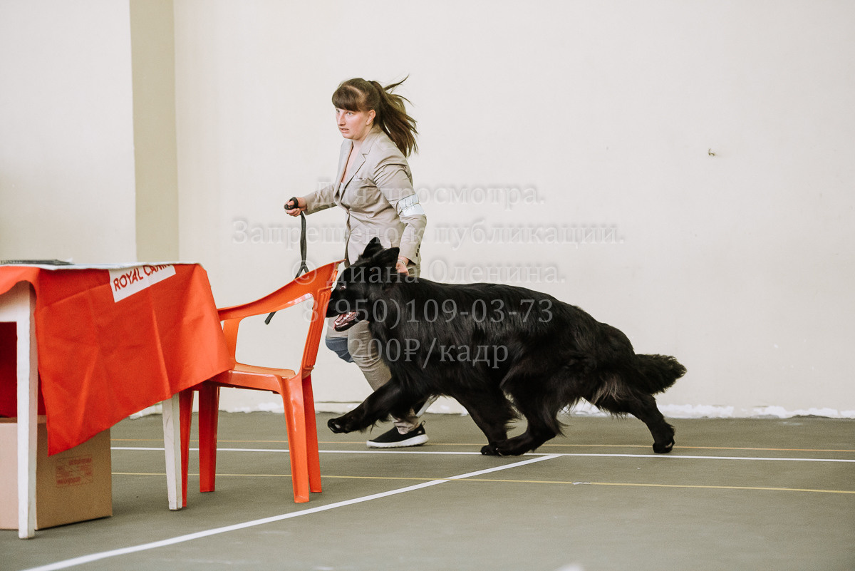 26.03.2022 Выставка собак г. Братск Континенталь. Фотограф Диана Оленина Красноярск / Братск