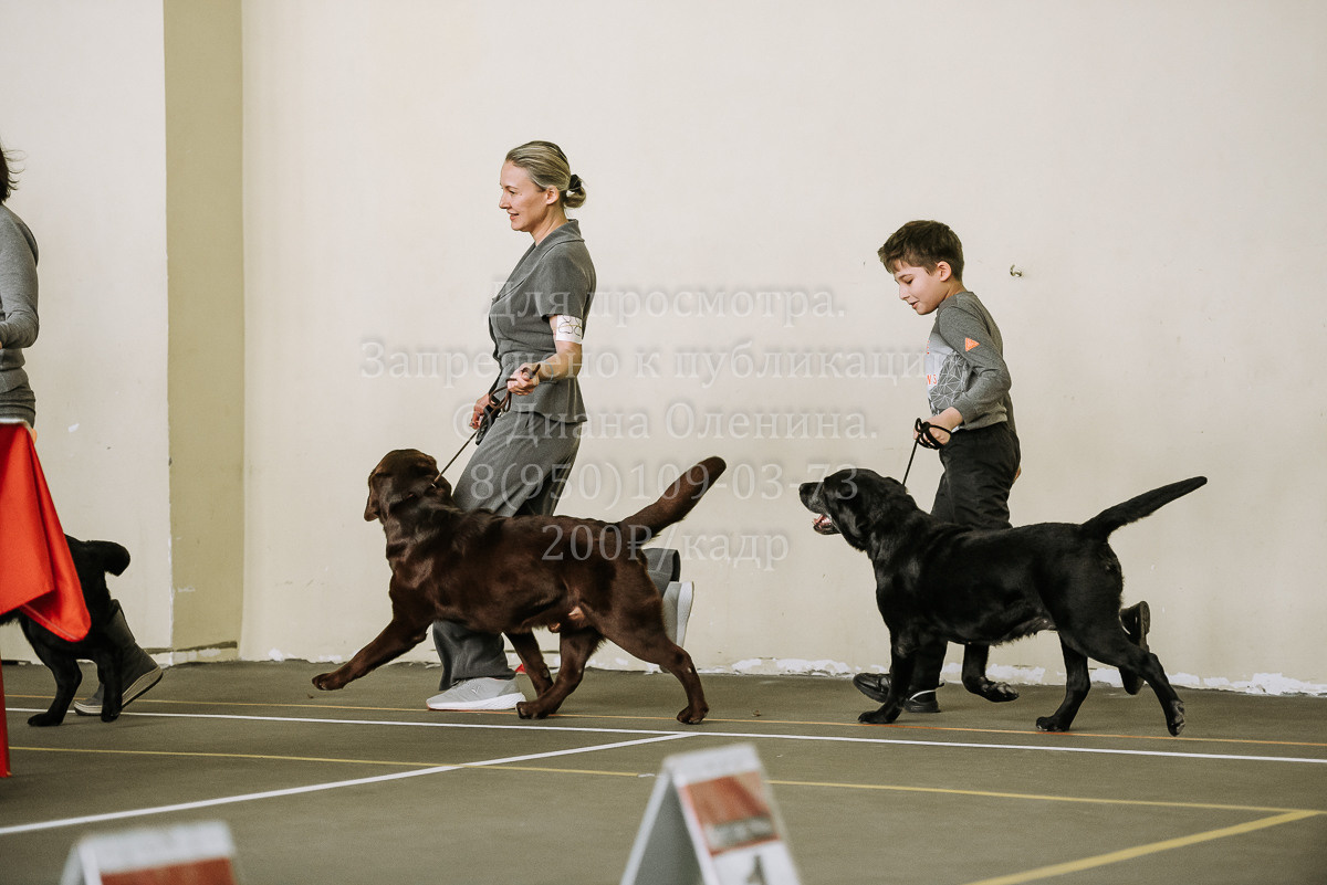 26.03.2022 Выставка собак г. Братск Континенталь. Фотограф Диана Оленина Красноярск / Братск