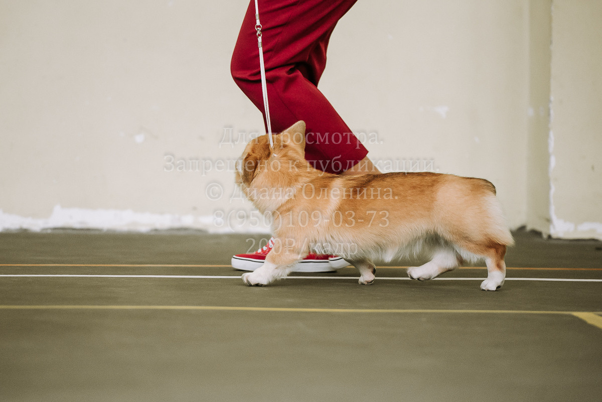26.03.2022 Выставка собак г. Братск Континенталь. Фотограф Диана Оленина Красноярск / Братск