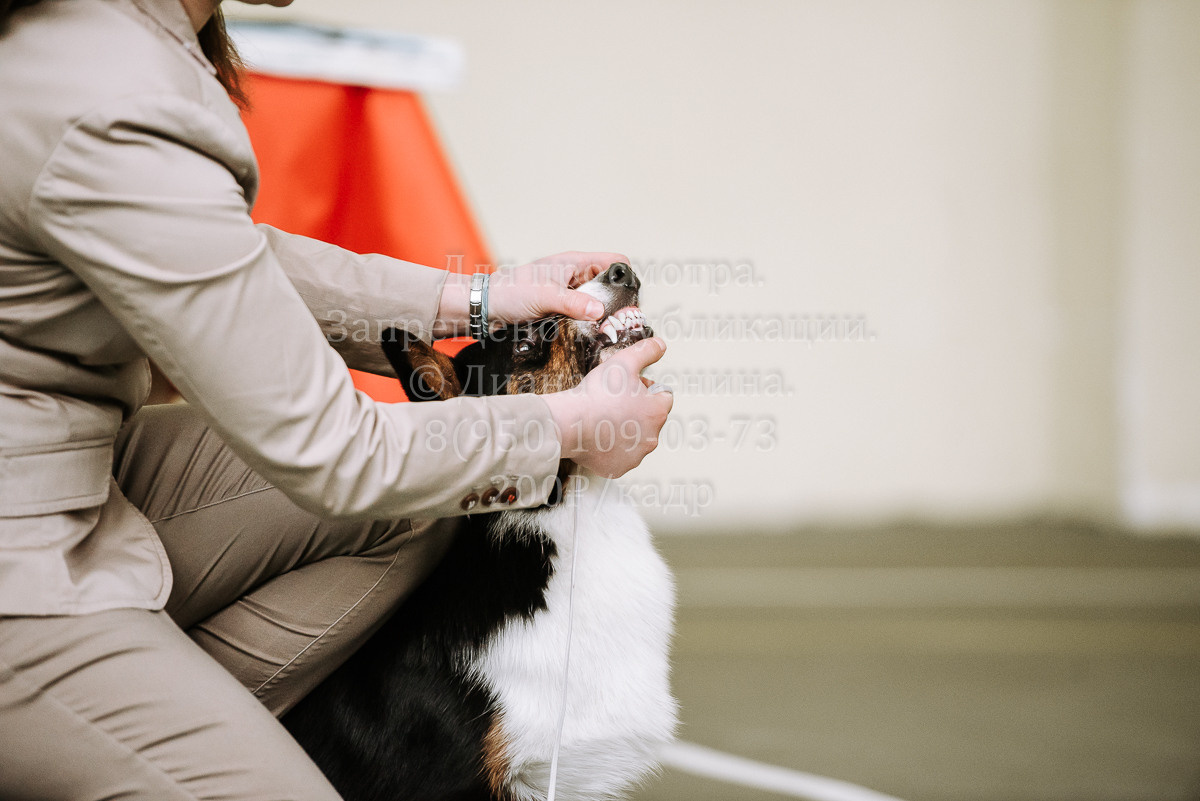 26.03.2022 Выставка собак г. Братск Континенталь. Фотограф Диана Оленина Красноярск / Братск